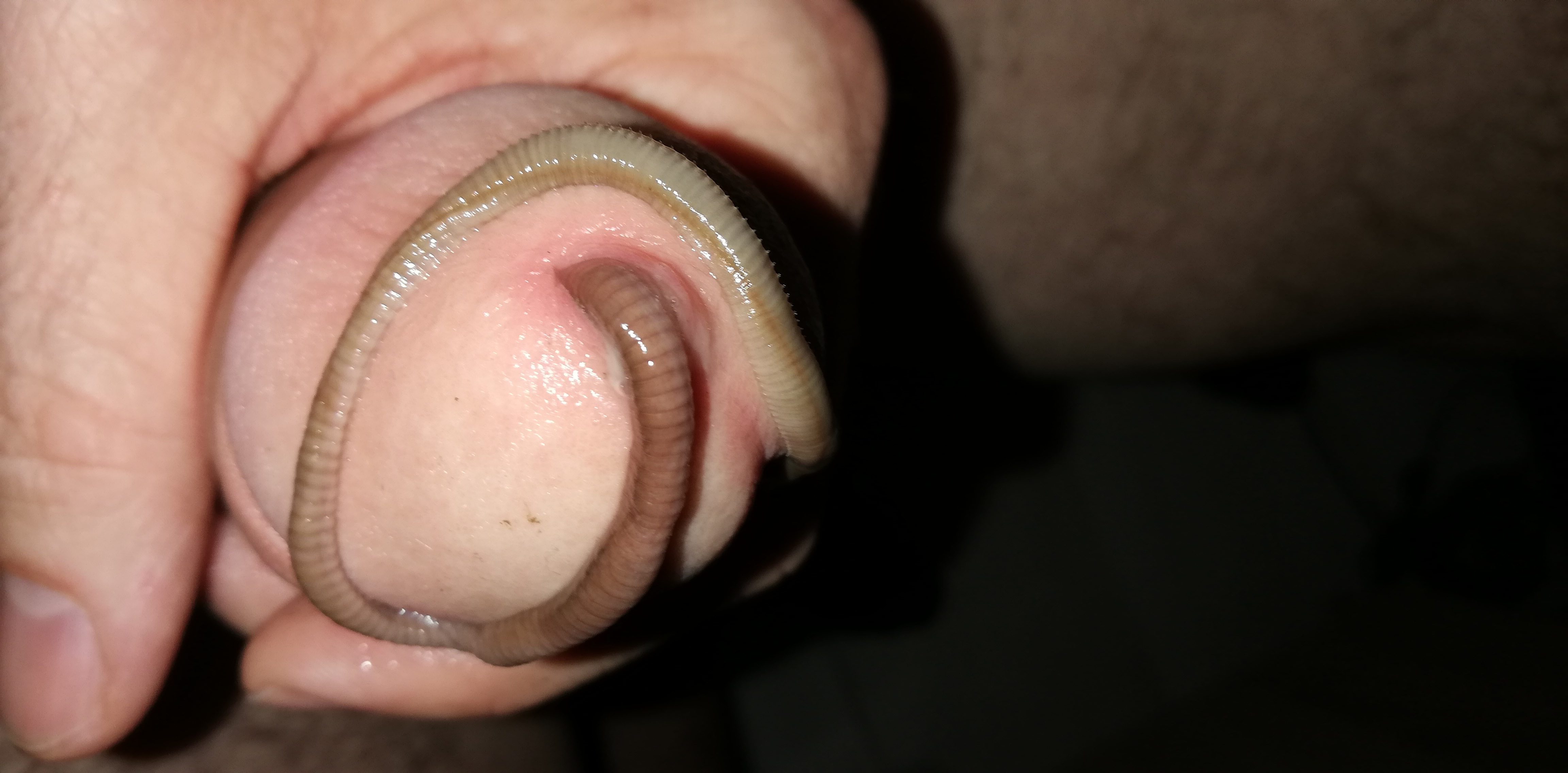 Game with worm — 26